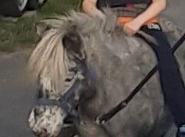 Miniature Spotted mare, reg the BSPSoc.