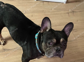 French bulldog