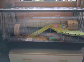 Approx 1 year old dwarf hamster