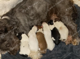 Chihuahua cross Jack Russell