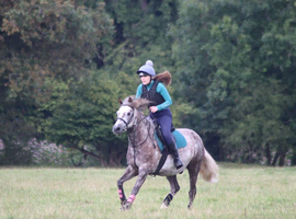 A stunning 14hh pony for sale