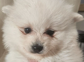 Ready in 1 week white Pomeranian pups