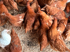 Hybrid Hen Pullets
