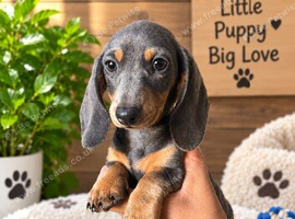 3 beautiful miniature dachshund puppies