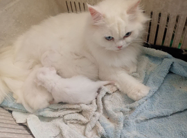 Kittens for sale