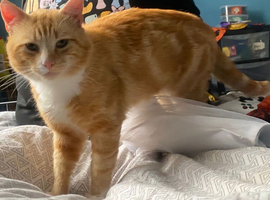 Ginger cat