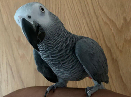 Tame talkative African grey