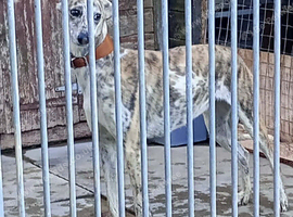 Lurcher pups