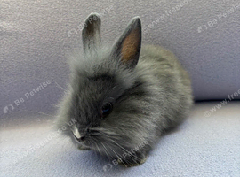 Lionhead babies