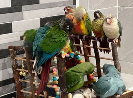 Friendly canaries for sale