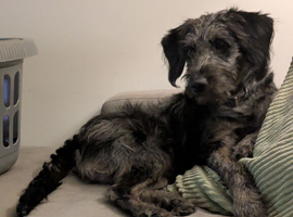 7 month old miniature poodle cross Labrador