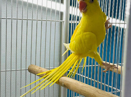 Indian Ringneck parrot