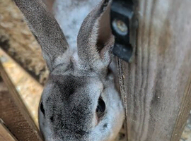 Proven mini Rex buck