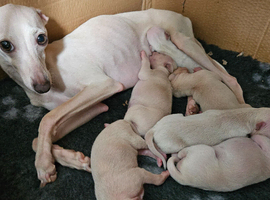 KC Registered Italian Greyhound Puppies