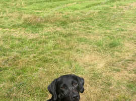 Dog Walking