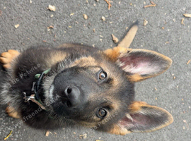 Kenzo- 5 months old