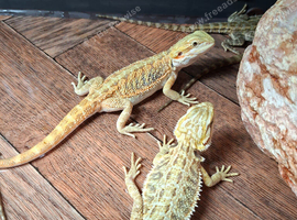 Baby bearded dragons