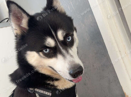 5 year old Female Husky