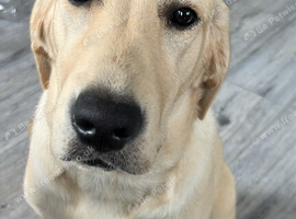 Labrador cross retriever