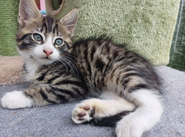 Maincoon and bengal mix boy 10 weeks