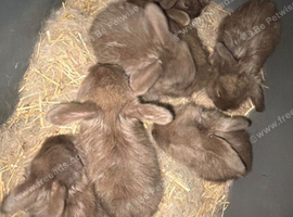 7 chocolate babies ready to leave 11/10/26