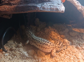 Leopard gecko boy and girl