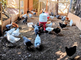 Mixed Flock of Healthy point of lay Chickens
