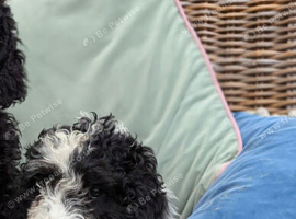 Last puppy F1 Standard Cockapoo Puppies
