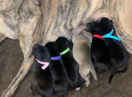 Bull cross puppies