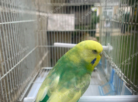 Hen budgie