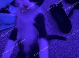 Kittens for reserve