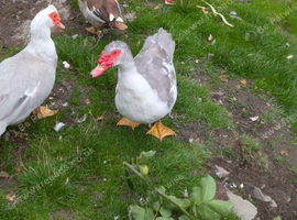 Pair of Muscovy Ducks, rare lavender colour.