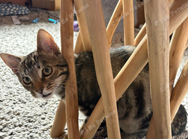 8 Month Tabby/Bengal cross