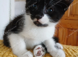 Kittens