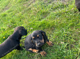 Cocker spaniel cross dachshund