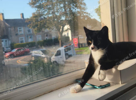 Cute kitten
