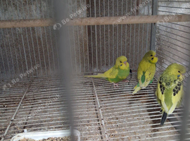 Baby budgies 7 weeks