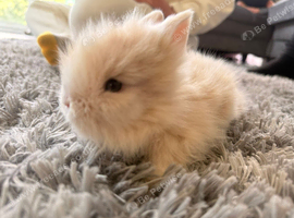 Double Mane Lionheads
