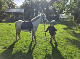 Stunning section a mare