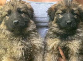 Last 4 German sheperd pups