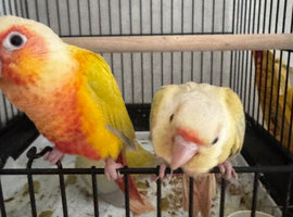 Hand reared conures