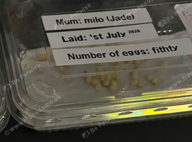 50 jade Giant African land snail eggs