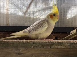 Cockatiel