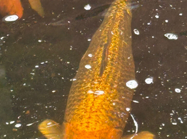 Koi carp