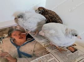 3 Chinese Painted Quail/Button Quail
