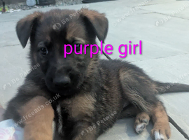 Stunning German Shepherd X Puppies