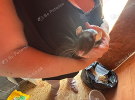 2 young male rats