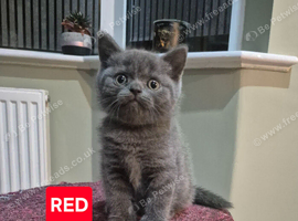 Beautiful Scottish Fold Kittens &ndash; &pound;500 Each