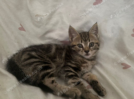 Cute tabby kittens