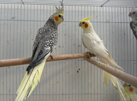 Baby cockatiels